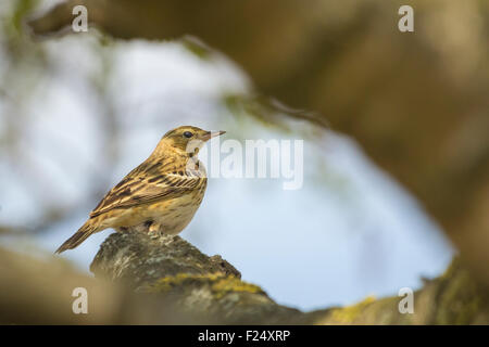 Pipit des arbres Anthus trivialis, perché dans un arbre, le chant pendant la saison des amours. Banque D'Images