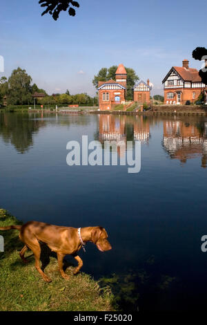 Hungarian Vizsla devint chien par Tamise, Runnymede, Surrey, Angleterre Banque D'Images