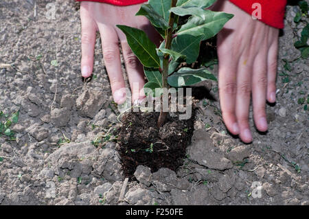 Planter des arbres de la famille sur la Journée de l'arbre (Tu Beshvat), Israël Banque D'Images