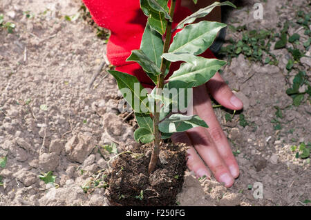 Planter des arbres de la famille sur la Journée de l'arbre (Tu Beshvat), Israël Banque D'Images