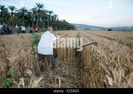 L'homme utilise une faux à la récolte du blé de printemps lors de la fête des récoltes. Photographié à Kibbutz Ashdot Yaacov, Israël Banque D'Images