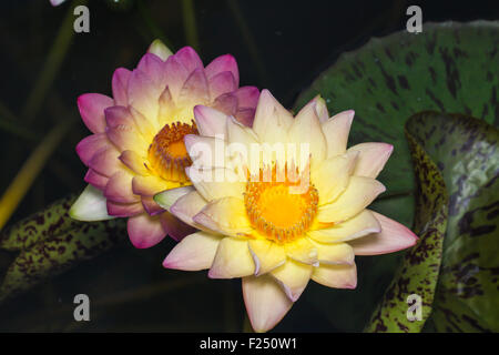 Nénuphar rose dans l'étang close up Banque D'Images