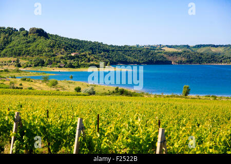 Vignes dans un vignoble. Photographié en Toscane, Italie Banque D'Images