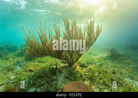 Coucher du soleil sur les champs de coraux sous-marins Banque D'Images