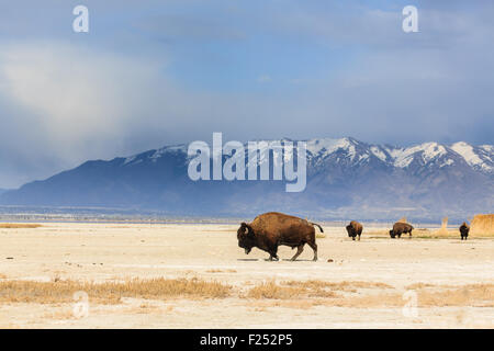 Buffalo parcourant les plaines désertiques ouvertes du Grand Lac Salé avec des montagnes enneigées en arrière-plan Banque D'Images