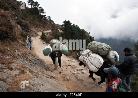 Les porteurs népalais transportant des marchandises avec zopkio yacks près de Namche Bazar dans le parc national de Sagarmatha région de Khumbu au Népal Banque D'Images