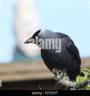 Choucas (Corvus monedula), adulte perché sur une branche, Penzance, Cornwall, England, UK. Banque D'Images