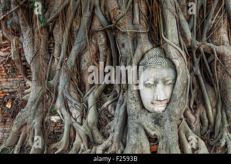 Tête de Bouddha antique entourée par les racines d'un arbre de Wat Mahatat à Ayuttaya, Thaïlande Banque D'Images