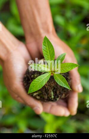 L'Indonésie, îles de la sonde, Lombok, le WWF Nouveau Projet Trees, villageois, en prenant soin des arbres de la pépinière Banque D'Images