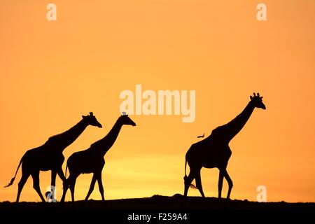 La réserve de Masai Mara, Kenya, Masai Girafe (Giraffa camelopardalis) au lever du soleil Banque D'Images