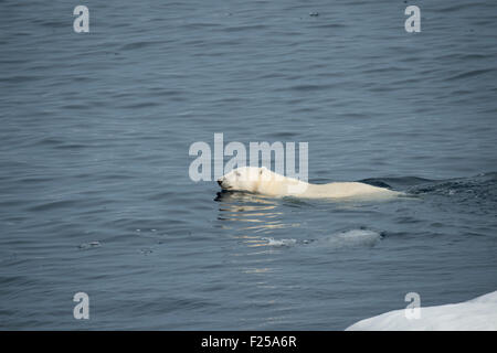 Homme Ours blanc, Ursus maritimus, natation, près de l'île de Baffin dans l'Arctique canadien Banque D'Images