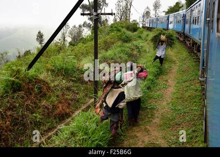 Le Sri Lanka, la Province d'Uva, le train touristique populaire à travers la colline de culture du thé entre pays Hatton et Badulla, à côté du Parc National de Horton Plains cloud forest Banque D'Images