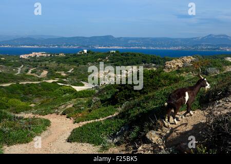 La France, Var, ile des Embiez, chèvre Banque D'Images