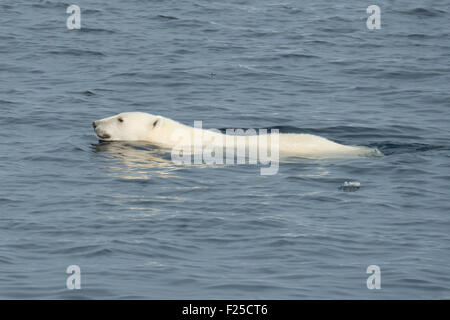 Homme Ours blanc, Ursus maritimus, natation, près de l'île de Baffin dans l'Arctique canadien Banque D'Images