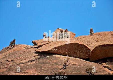 L'Asie, l'Inde, Karnataka, de montagnes de Sandur, capot macaque (Macaca radiata), groupe Banque D'Images