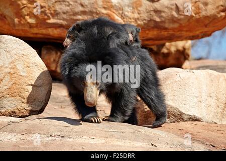 L'Asie, l'Inde, Karnataka, de montagnes de Sandur, ours (Melursus ursinus), mère avec bébé, mère portant des bébés à l'arrière Banque D'Images