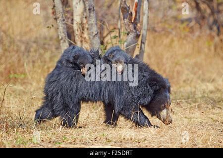 L'Asie, l'Inde, Karnataka, de montagnes de Sandur, ours (Melursus ursinus), mère avec bébé, mère portant des bébés à l'arrière Banque D'Images