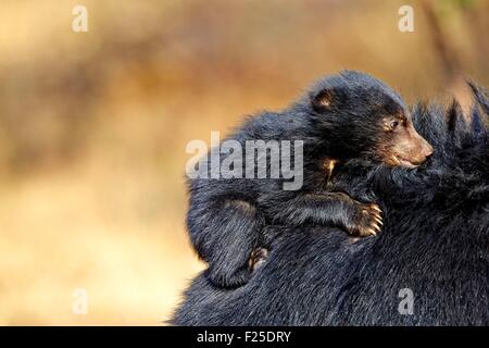 L'Asie, l'Inde, Karnataka, de montagnes de Sandur, ours (Melursus ursinus), mère avec bébé, mère portant des bébés à l'arrière Banque D'Images