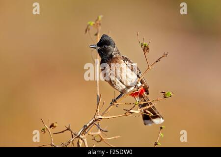 L'Inde, l'état du Karnataka, de montagnes de Sandur, Red-ventilé (Pycnonotus cafer Bulbul) Banque D'Images