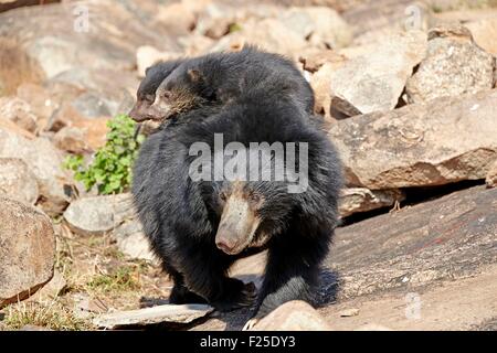 L'Inde, l'état du Karnataka, de montagnes de Sandur, ours (Melursus ursinus), mère avec bébé, mère portant des bébés à l'arrière Banque D'Images