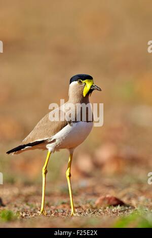 L'Inde, l'état du Karnataka, de montagnes de Sandur, jaune-réorganisation sociable (Vanellus malabaricus) Banque D'Images