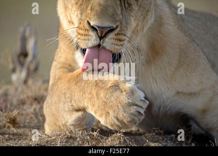 La réserve de Masai Mara, Kenya, lion (Panthera leo), un jeune lion licking paw Banque D'Images