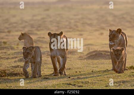La réserve de Masai Mara, Kenya, Lionne et son petit est dΘplcaτant à Savannah Banque D'Images