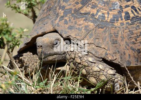 La réserve de Masai Mara, Kenya, reptile, tortue léopard (ssp Stigmochelys pardalis) Banque D'Images