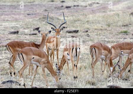 La réserve de Masai Mara, Kenya, troupeau d'impalas (Aepyceros melampus) mâle près de la femelle dans Savannah Banque D'Images