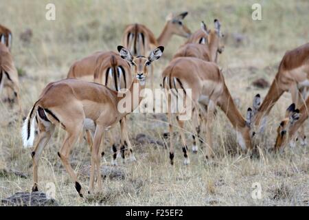 La réserve de Masai Mara, Kenya, troupeau d'impalas (Aepyceros melampus) femmes en Savannah Banque D'Images