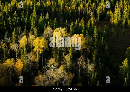 Le Canada, la province du Québec, Saguenay Lac Saint Jean, Lac des Ha ! Ha !, détail de la forêt en automne Banque D'Images