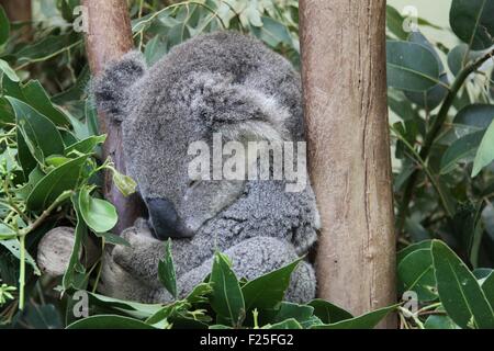 Koala dormir dans un arbre, près de Sydney, Australie. Banque D'Images