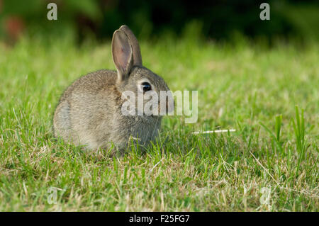 Lapin de garenne (Oryctolagus cuniculus) on lawn Banque D'Images