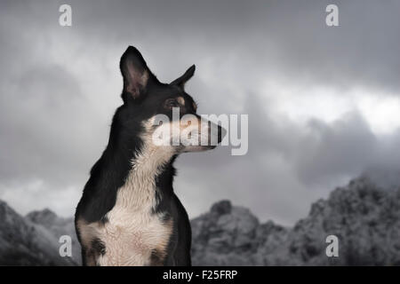 Chien Border Collie, Cuillin, Isle of Skye, Scotland, UK Banque D'Images