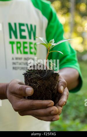 L'Indonésie, îles de la sonde, Lombok, le WWF Nouveau Projet Trees, villageois, en prenant soin des arbres de la pépinière Banque D'Images