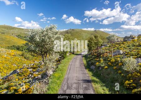 La France, la Lozère, les Causses et les Cévennes, paysage culturel agropastoraux méditerranéens, inscrite au Patrimoine Mondial de l'UNESCO, le Parc National des Cévennes (Parc National des Cévennes), classé réserve de biosphère par l'UNESCO, le Mont Lozère, près de Champlong-de-Lo Banque D'Images