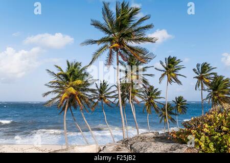 L'île de la Barbade, compartiment inférieur et Cave Bay, Saint Philip paroisse sur la côte sud-est, région de Palmetto Bay Banque D'Images