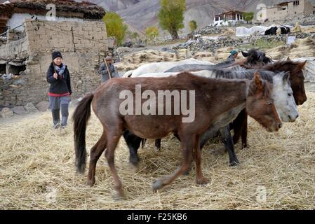 L'Inde, l'État de Jammu-et-Cachemire, Himalaya, Ladakh, Zanskar, battage de l'orge avec des chevaux et yak dans village près de Skyumpata Gongma (MODÈLE LIBÉRATION Dawa OK) Banque D'Images