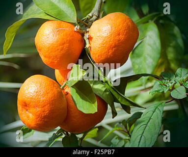 Groupe d'orange mandarine mûre encore sur plant Banque D'Images