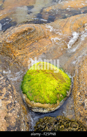 Pierre DANS UNE PISCINE dans les rochers couverts d'algues vertes LITTORAL HOPEMAN SCOTLAND MORAY Banque D'Images