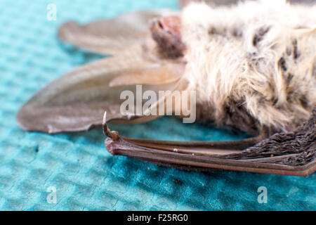 Plecotus auritus, chef de dead brown long-eared Bat Banque D'Images