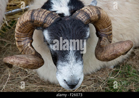 Un ensemble de 31 images prises à la 2013 & 2015 Chagford Devon dans Salon de l'agriculture, l'affichage de la communauté Dartmoor encore vivante Banque D'Images