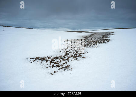 Plateau Braeriach juste au-dessus de la tombe de Dee/Un Garbh Dromore West, Parc National de Cairngorms, en Écosse, Royaume-Uni Banque D'Images