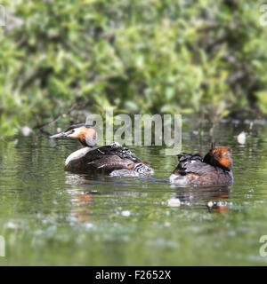 Grèbe huppé (Podiceps cristatus), deux adultes avec trois poussins, réservoir de dérive, Cornwall, England, UK. Banque D'Images