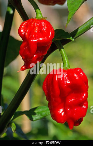Carolina Reaper (piments Capsicum chinense), actuellement la plus chaude (2013 - 2015 poivre). Banque D'Images