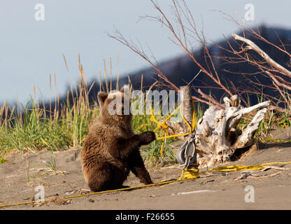 Grizzly Bear Cub jouer avec corde jaune on Beach Banque D'Images