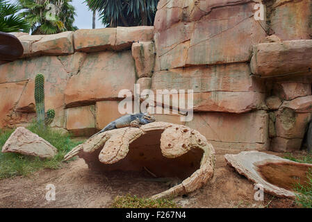 Reptiles au Zoo de Lanzarote Canaries montrant un iguane rhinocéros (Cyclura cornuta) Banque D'Images