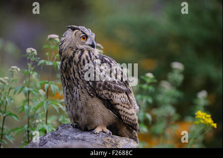 Du Nord majestueux sauvage Eagle Owl / Europaischer Uhu (Bubo bubo) est assise sur un rocher dans une ancienne carrière entouré par de belles fleurs. Banque D'Images