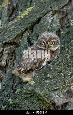 De toute jeune Chouette chevêche Minervas / / Steinkauz Athene noctua ( ) se trouve dans l'écorce d'un arbre avec ses yeux jaunes grande ouverte. Banque D'Images