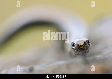 Close-up, frontale de headportrait / Blindschleiche Slow Worm ( Anguis fragilis ). Banque D'Images